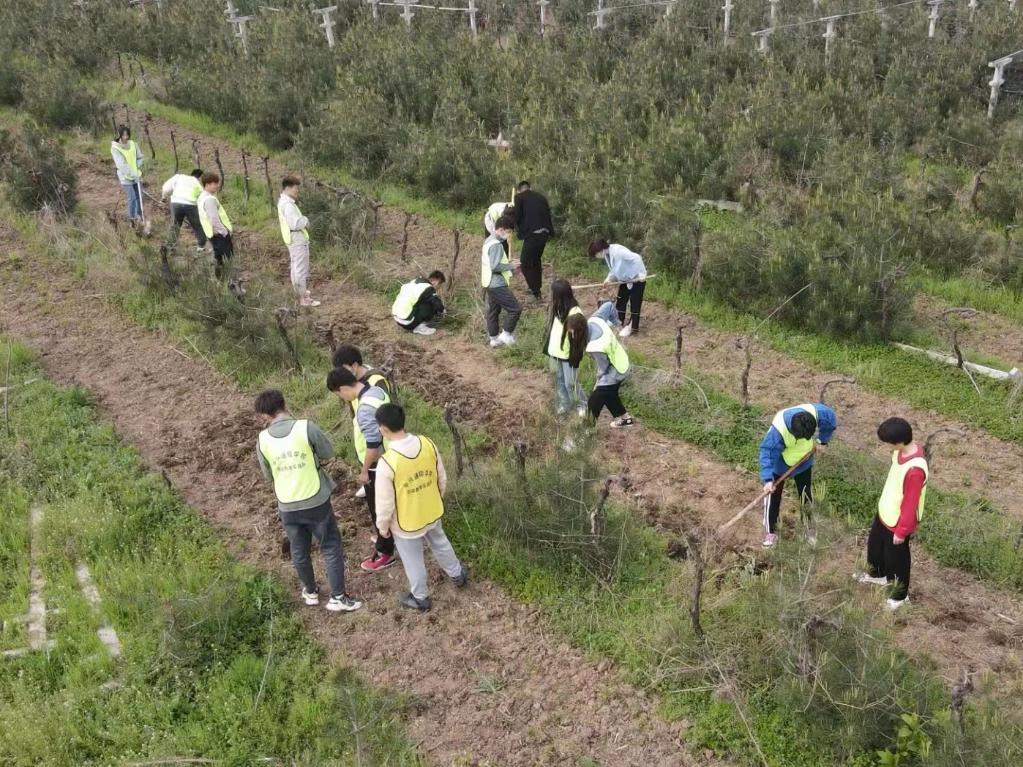 图为西安交通工程学院学生在葡萄园中参与劳动实践。受访者供图