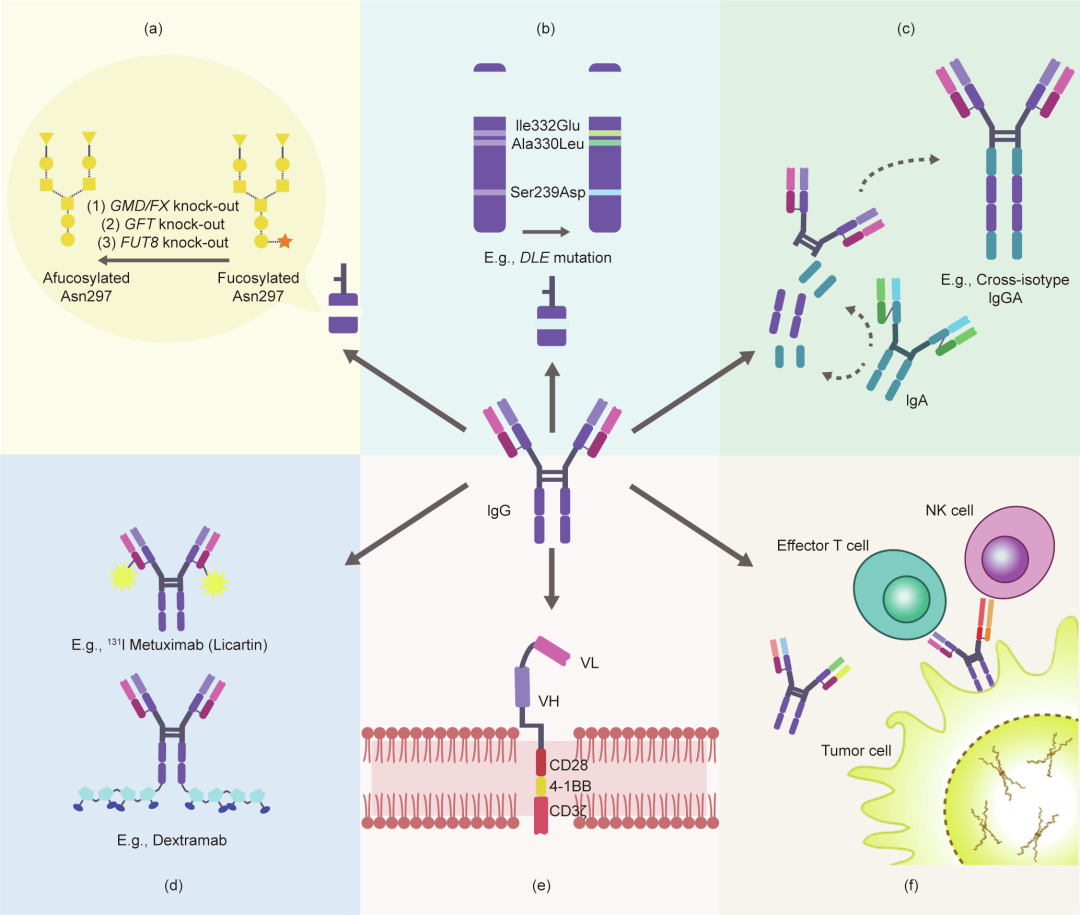 ABS什么药修饰型治疗性抗体国内外研究进展丨Engineering_https://www.jmylbn.com_新闻资讯_第5张