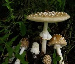 牛肝菌(俗名:高脚葱)兰茂牛肝菌(俗名:红葱,见手青)青褶伞叶状耳盘菌