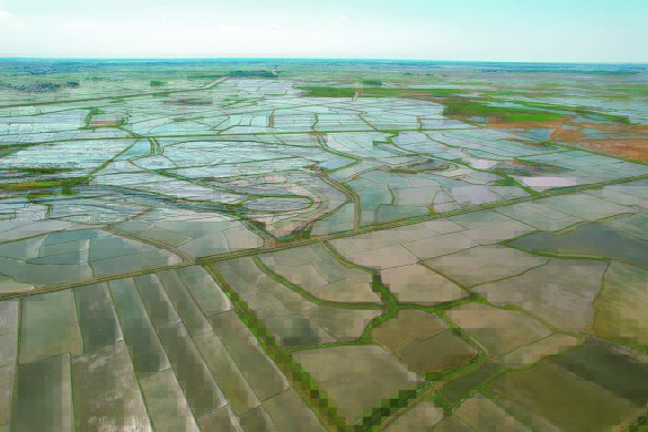 吉林省镇赉县稻田航拍画面(2022年5月摄).受访者供图