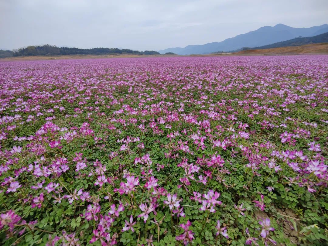 &nbsp;初春三月的公平湖紫云英花海&nbsp