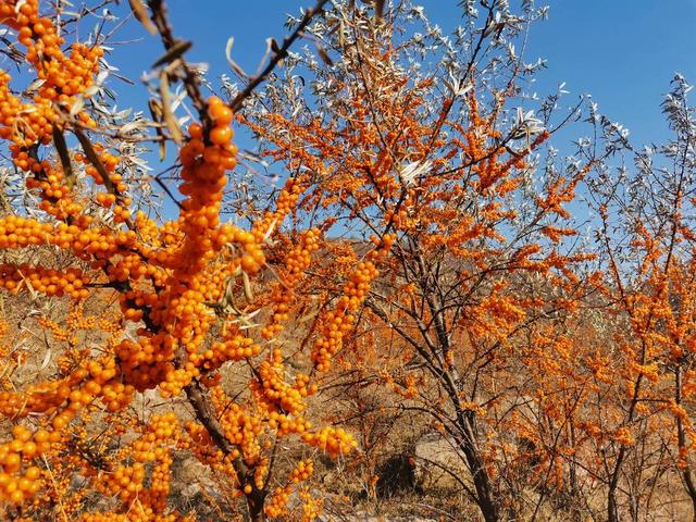全国沙棘资源首次摸底调查并形成报告191044万亩沙棘林意味着什么