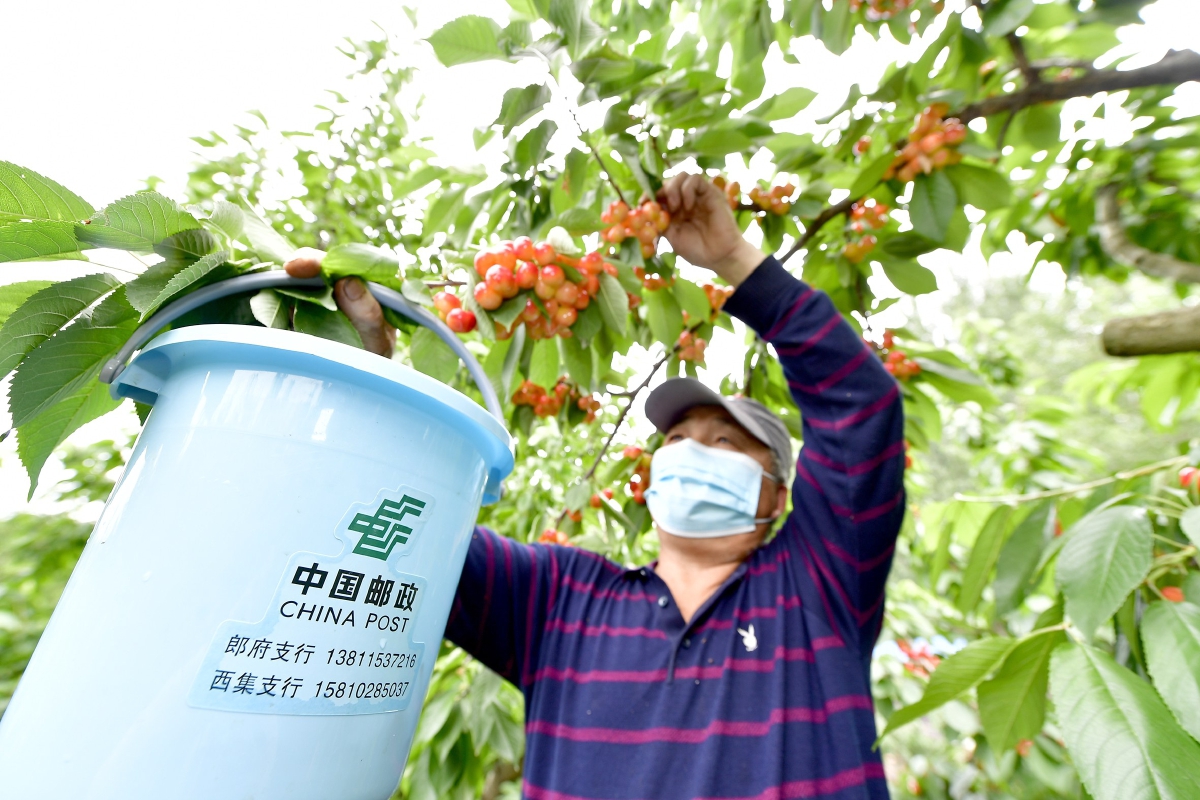 通州区为西集樱桃销售打通一条邮路记者 唐建/摄