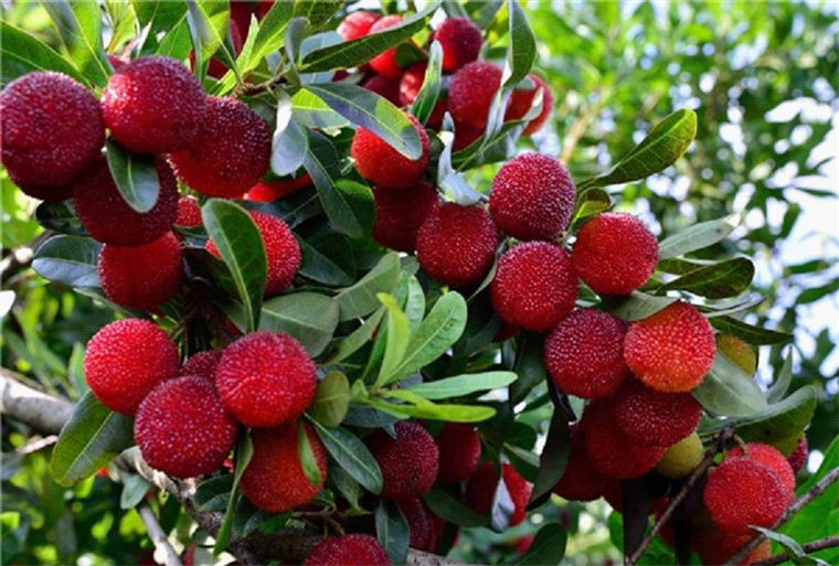是全国主要产地之一,这里产的杨梅新品种有乌梅和东魁两种靖州杨梅