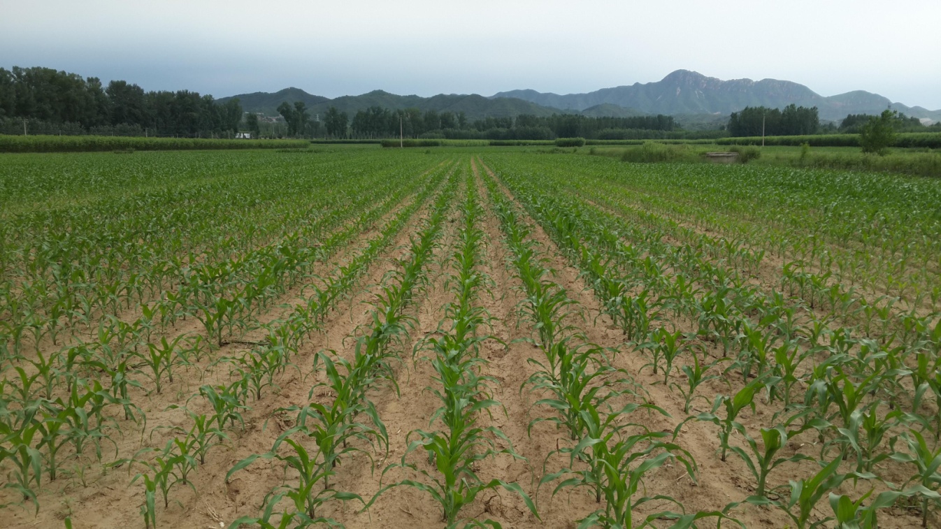 玉米田间长势