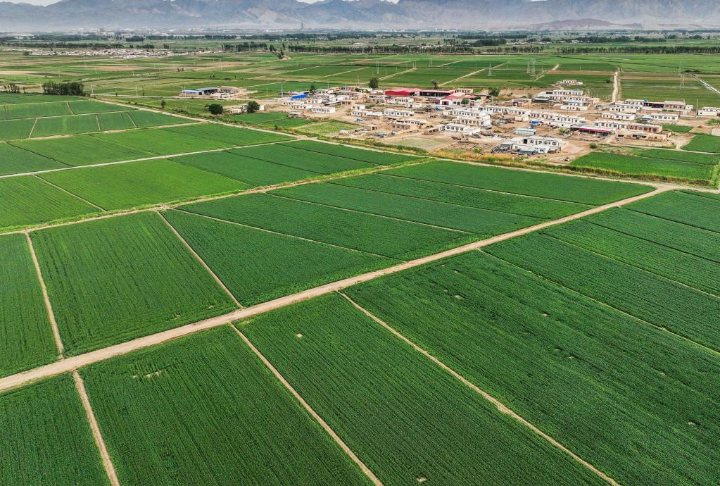 关注三夏庄稼一枝花粮食来当家内蒙古河套地区农田生产一线见闻