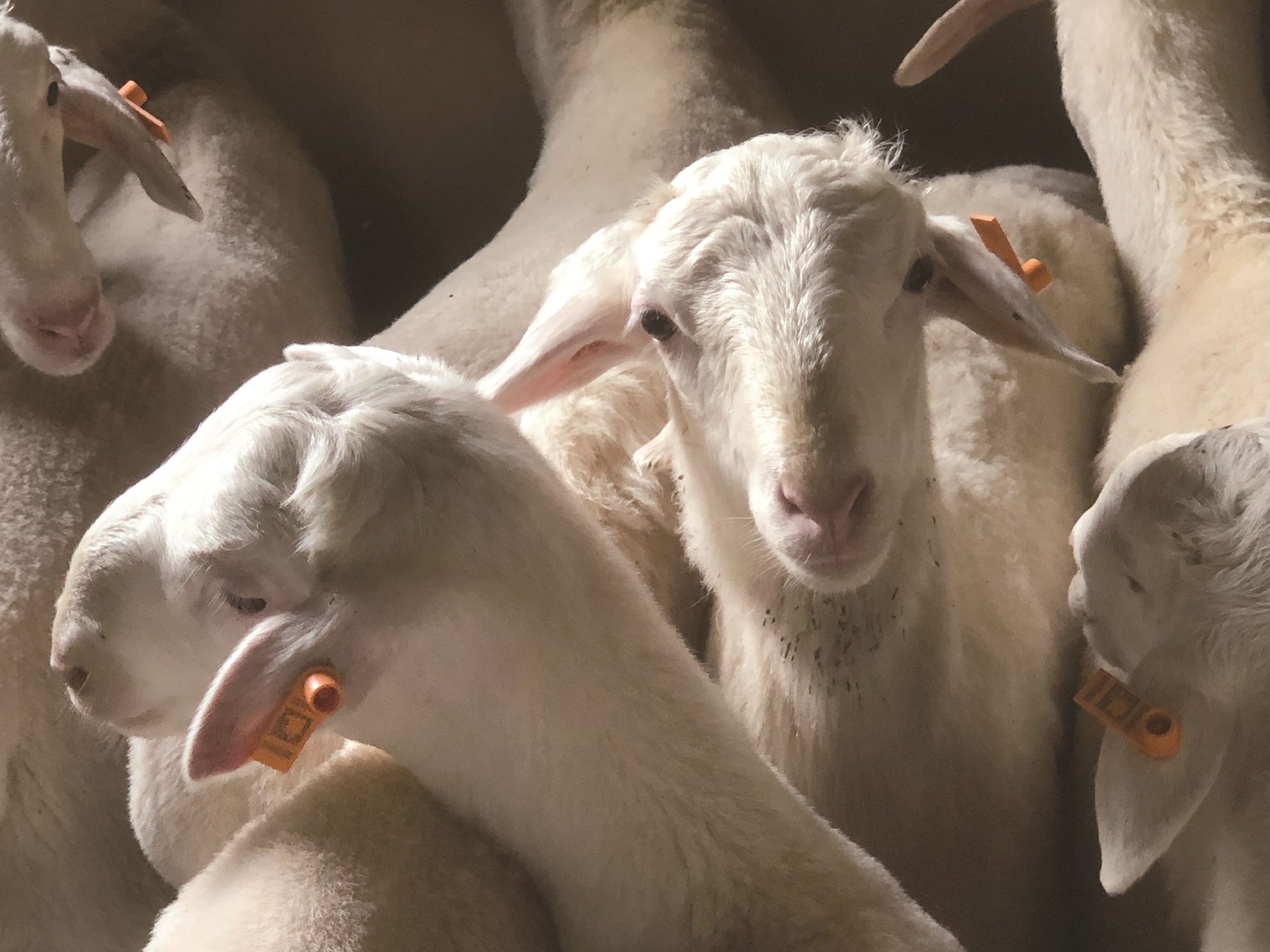 桐乡石门将建"未来羊场" 探索湖羊高质高效发展