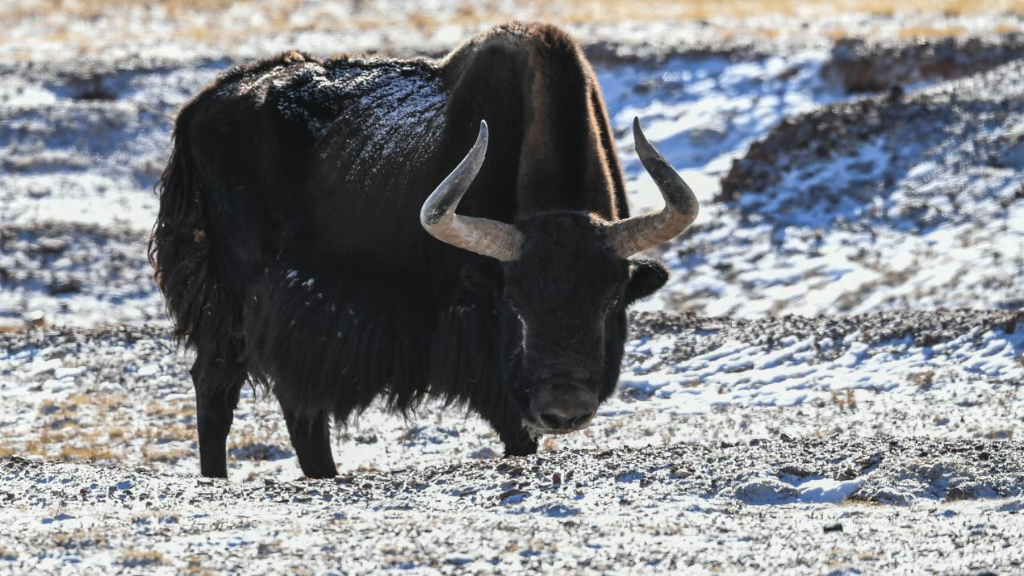 这是在可可西里拍摄的野牦牛.新华网 潘彬彬 摄