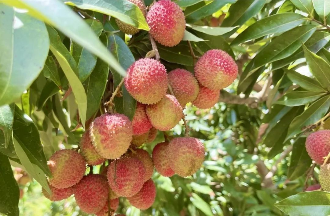 珠海人荔枝上火下火良方原来就藏在荔枝中