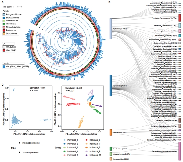 图3 肠道菌群汇中与病毒和CRISPR相关的研究结果