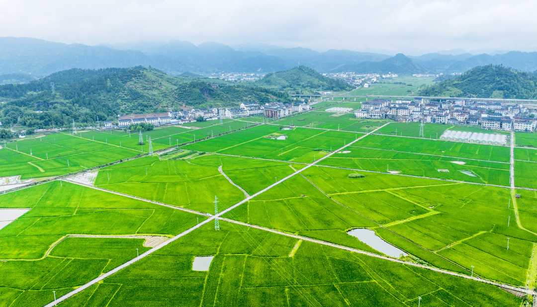 6月11日,航拍浙江省仙居县下各镇马垟,杏村片省级粮食生产功能区夏日