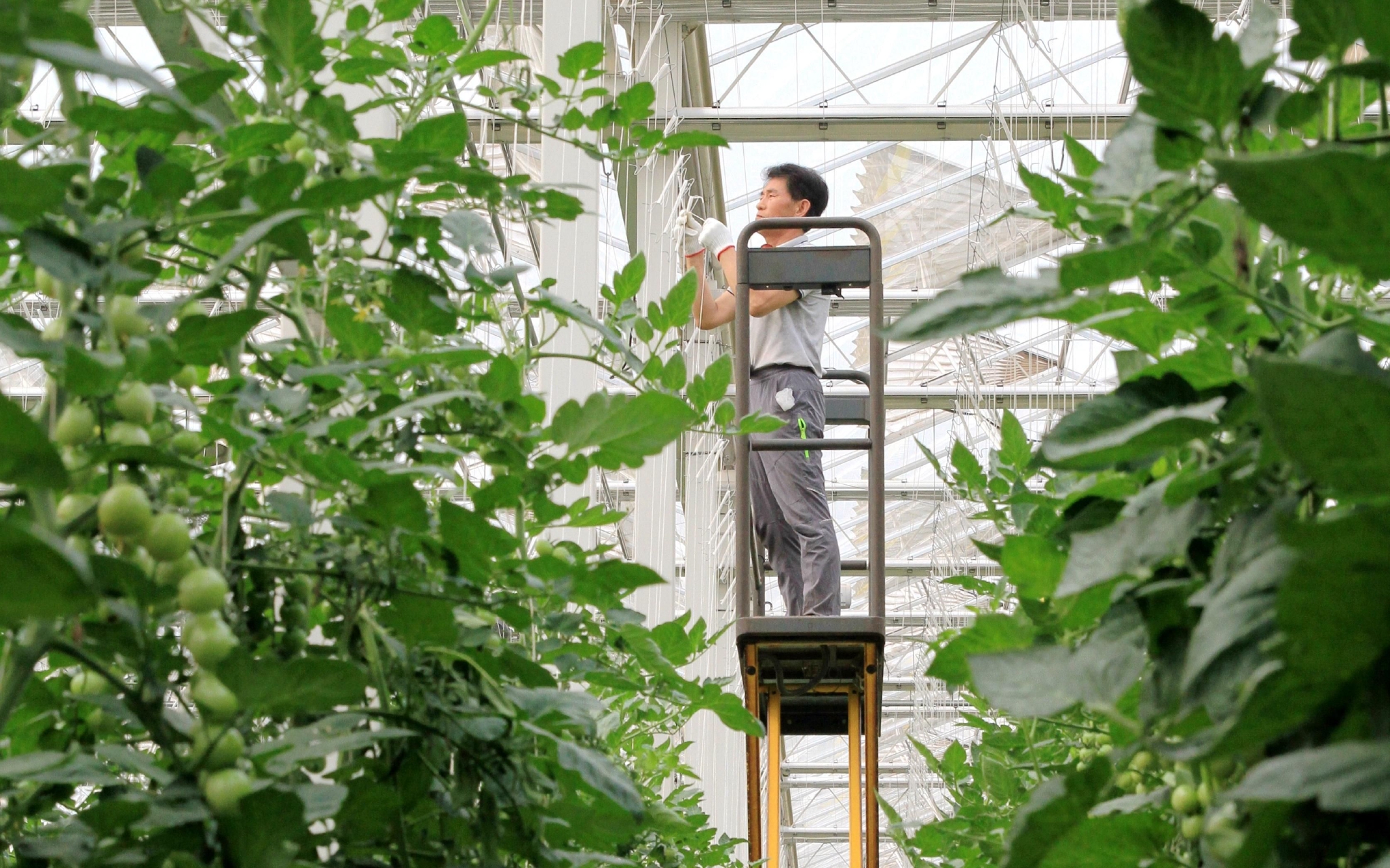 京郊农业大棚里,工作人员在进行高空作业.受访者供图