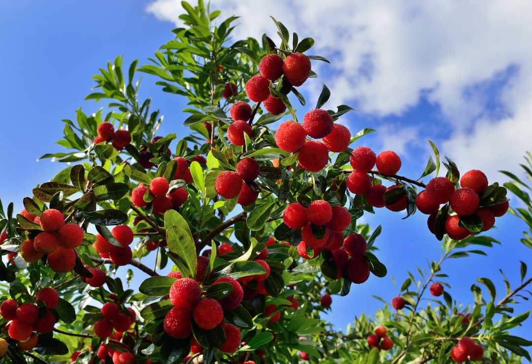 主要产区之一,种植面积达10万亩,年产量6万余吨,被誉为"中国杨梅之乡"