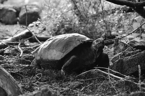 图片来源：Galapagos Conservancy