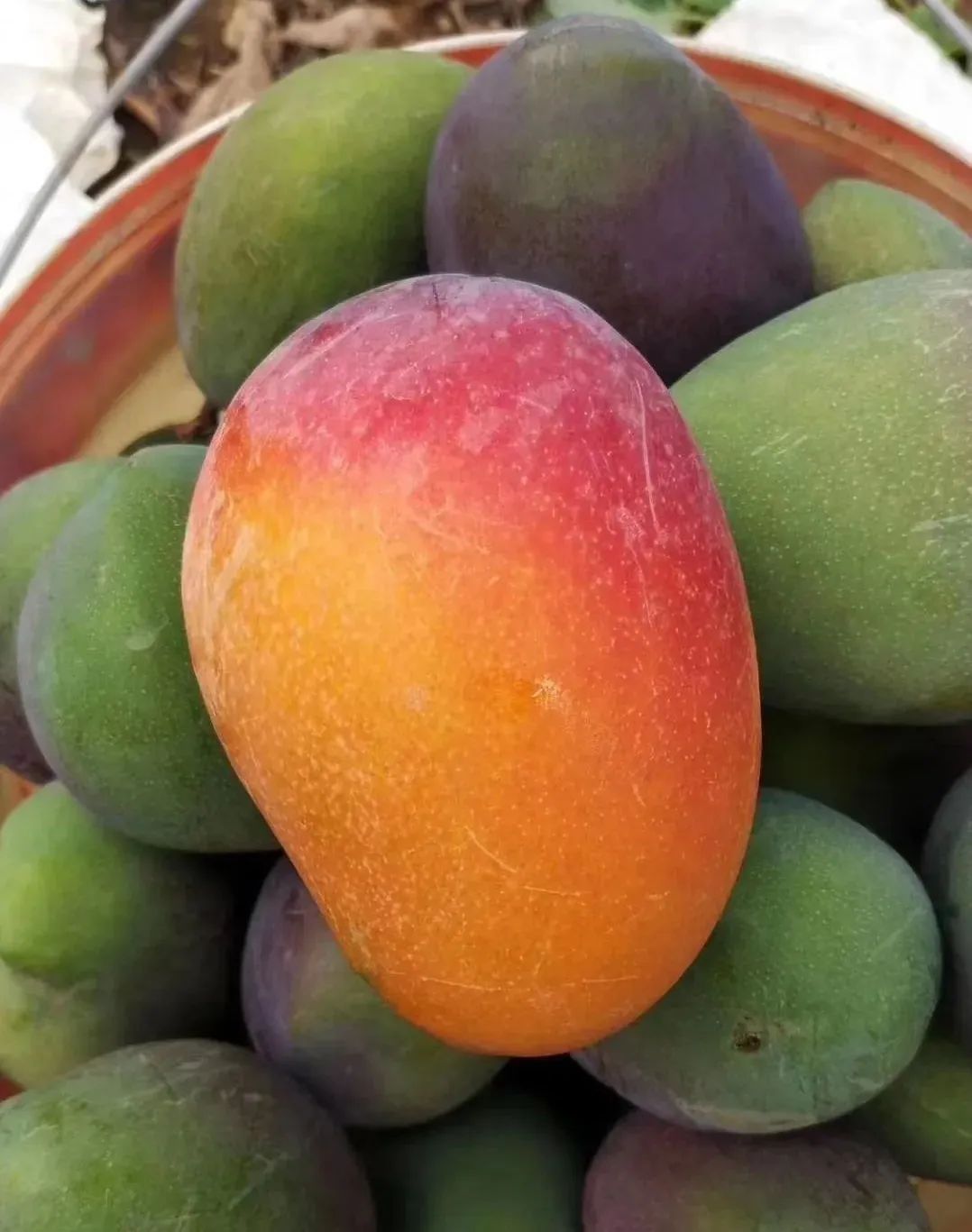 可是要想吃到当季上乘的彩虹芒并不容易,市场上的芒果种类众多,产地不