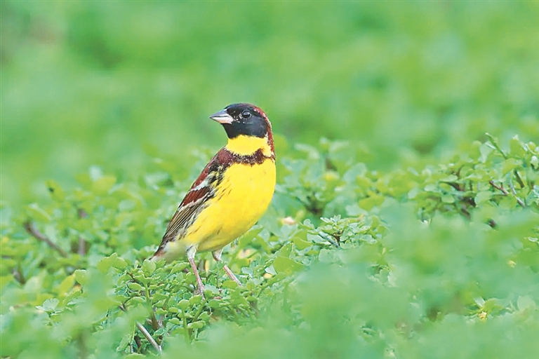 门前有只黄胸鹀