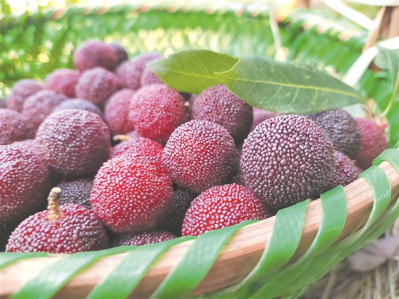 马山杨梅小年减产不减质在省优质杨梅果品评比中再获佳绩