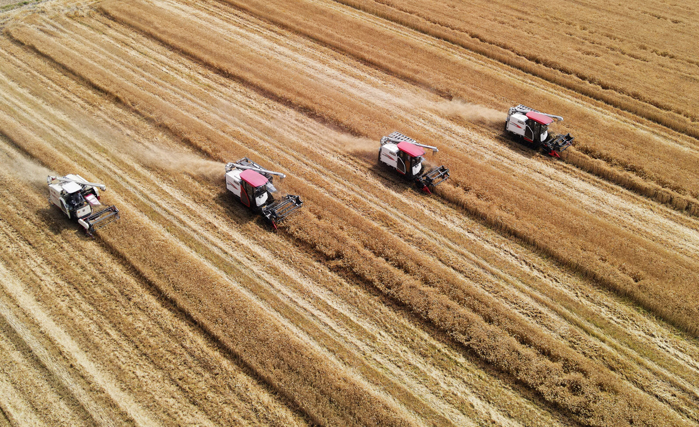 日前,收割机在江都区大桥镇常平村的麦田里收获小麦. 孟德龙 摄