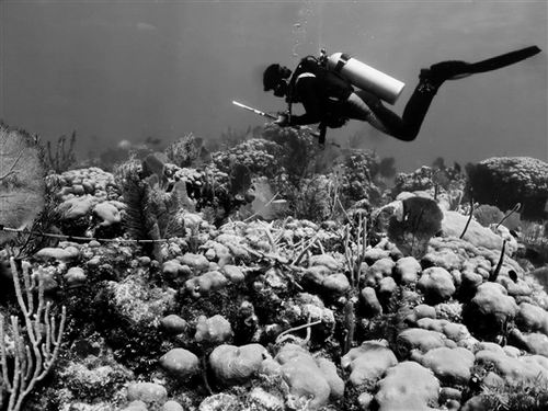 致命疾病使加勒比地区珊瑚面临灭绝风险