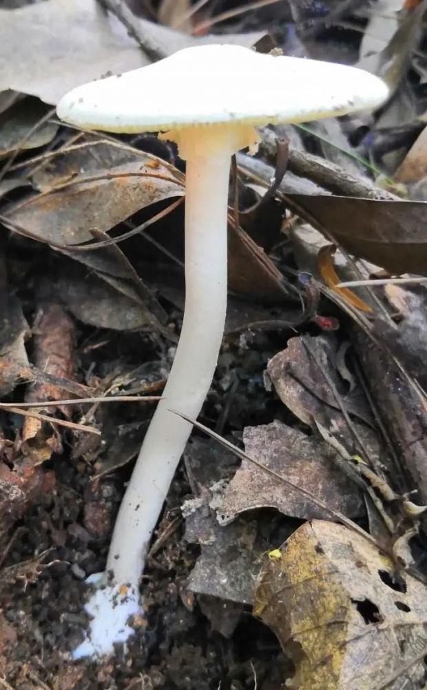 图1.图2 裂皮鹅膏-肝毒性