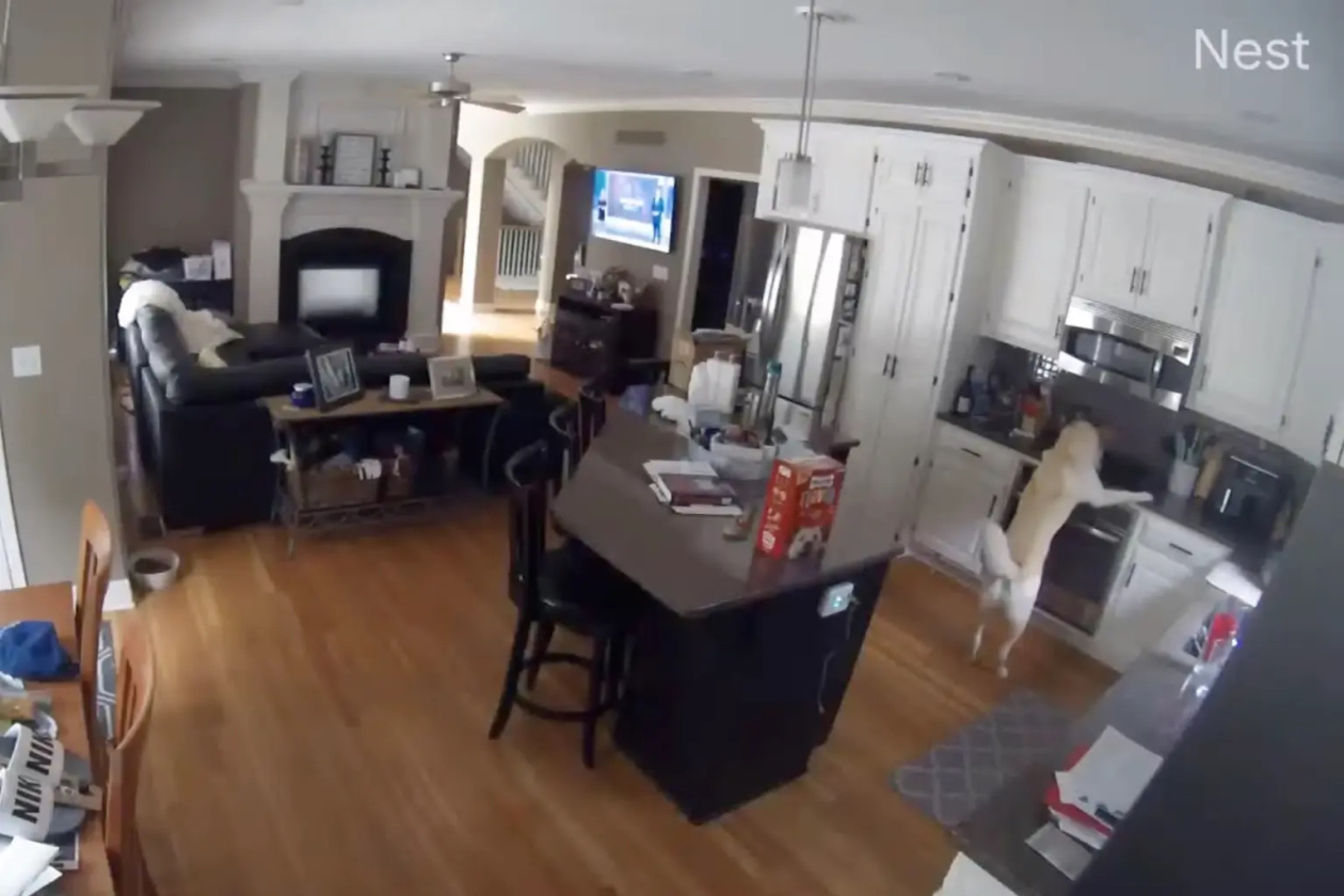 福克斯电视台报道称,家庭监控录像拍下了"肇事犬"