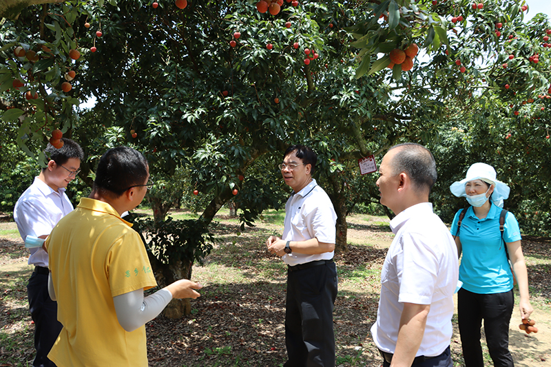 茂名银保监分局局长梁国斌(中)在当地金融机构认购的荔枝树果园里,与