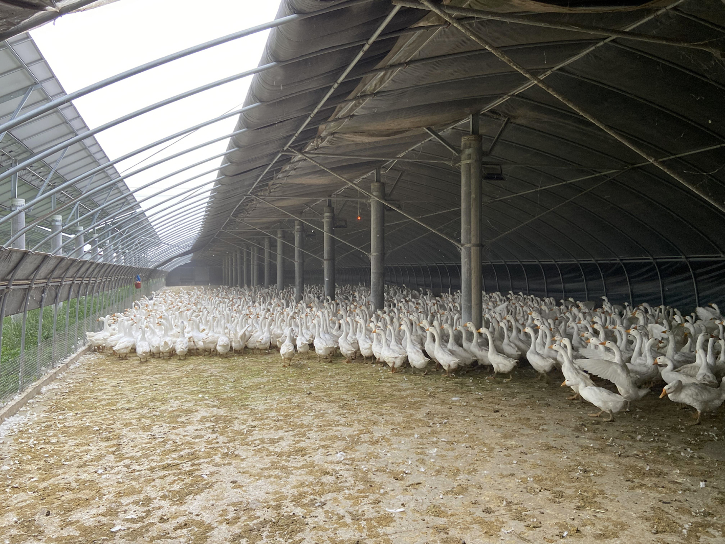 被光照亮的老坝村发展鹅光互补带领村民致富