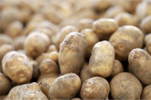 　　燕窝湾村村民们种植的土豆