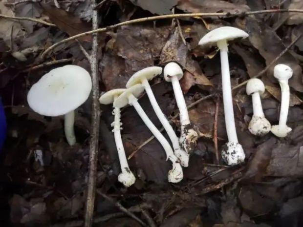 ����Ƥ���-�ζ���