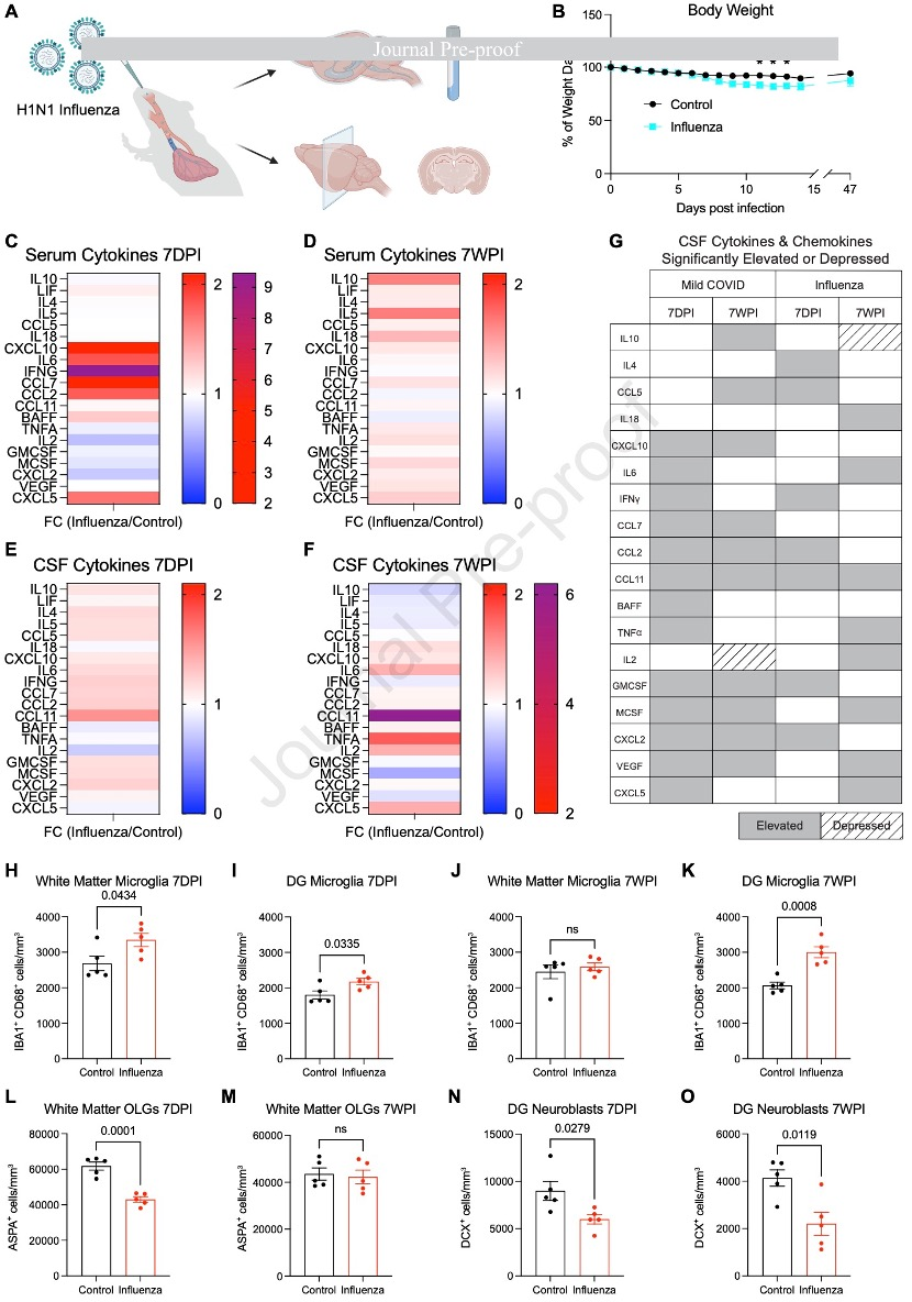 IT|斯坦福、耶鲁研究：新冠感染轻症仍可能导致神经细胞和髓鞘失调