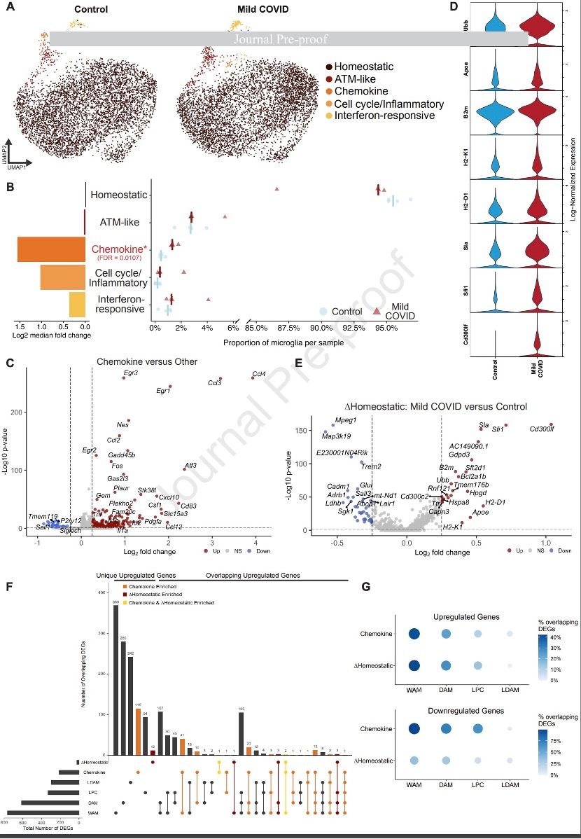 IT|斯坦福、耶鲁研究：新冠感染轻症仍可能导致神经细胞和髓鞘失调