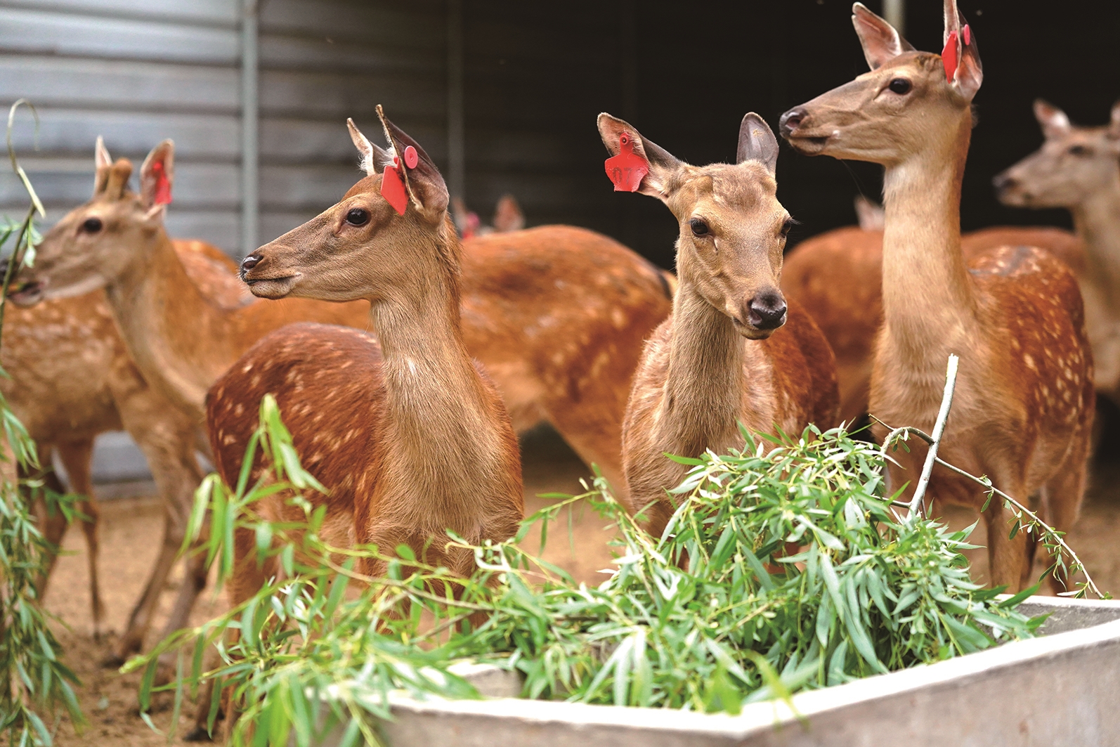 2018年以来,位于乐亭县姜各庄镇温李庄村的梅花鹿养殖基地成了当地