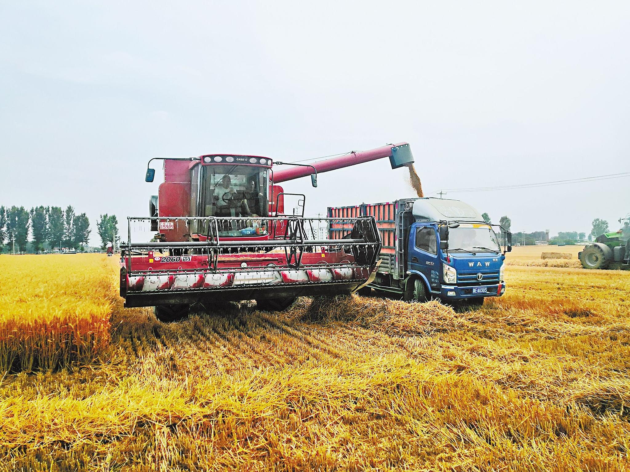 图为在金沙河农作物种植专业合作社阎里村小麦种植基地,大型联合收割