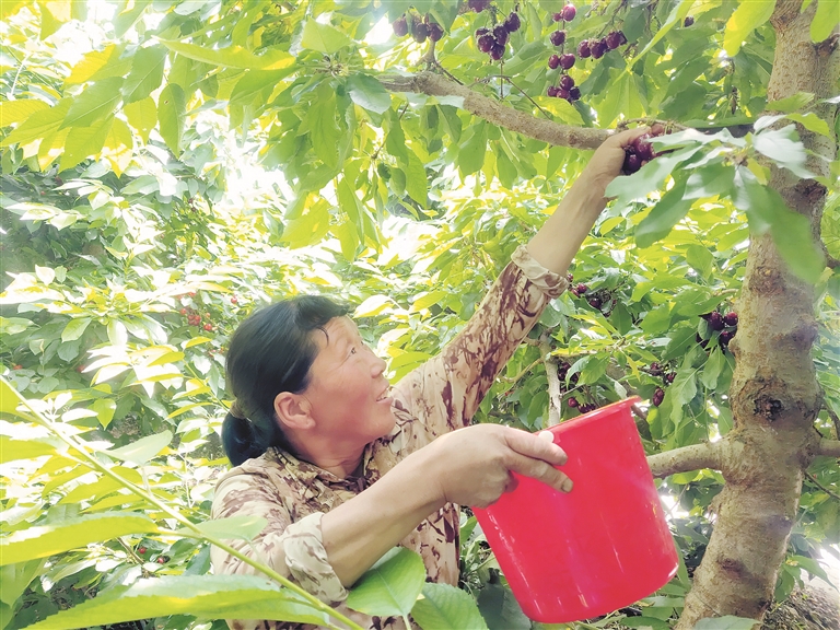 图②6月9日，九师一六七团樱桃种植户在采摘樱桃。苟汇敏 摄