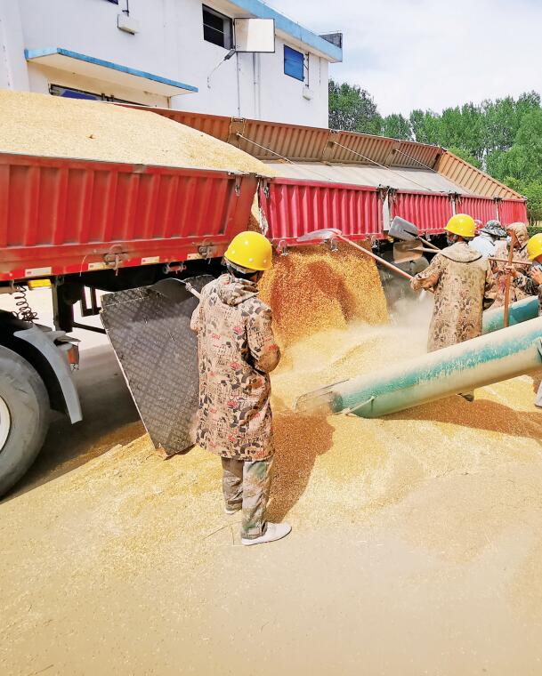 山东省枣庄市台儿庄运河粮库粮食收购现场. 记者 姚慧/摄
