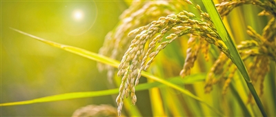 中国农业的奇迹叙事|袁隆平_新浪财经_新浪网