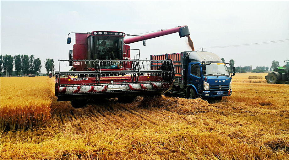 大型联合收割机忙着卸粮
