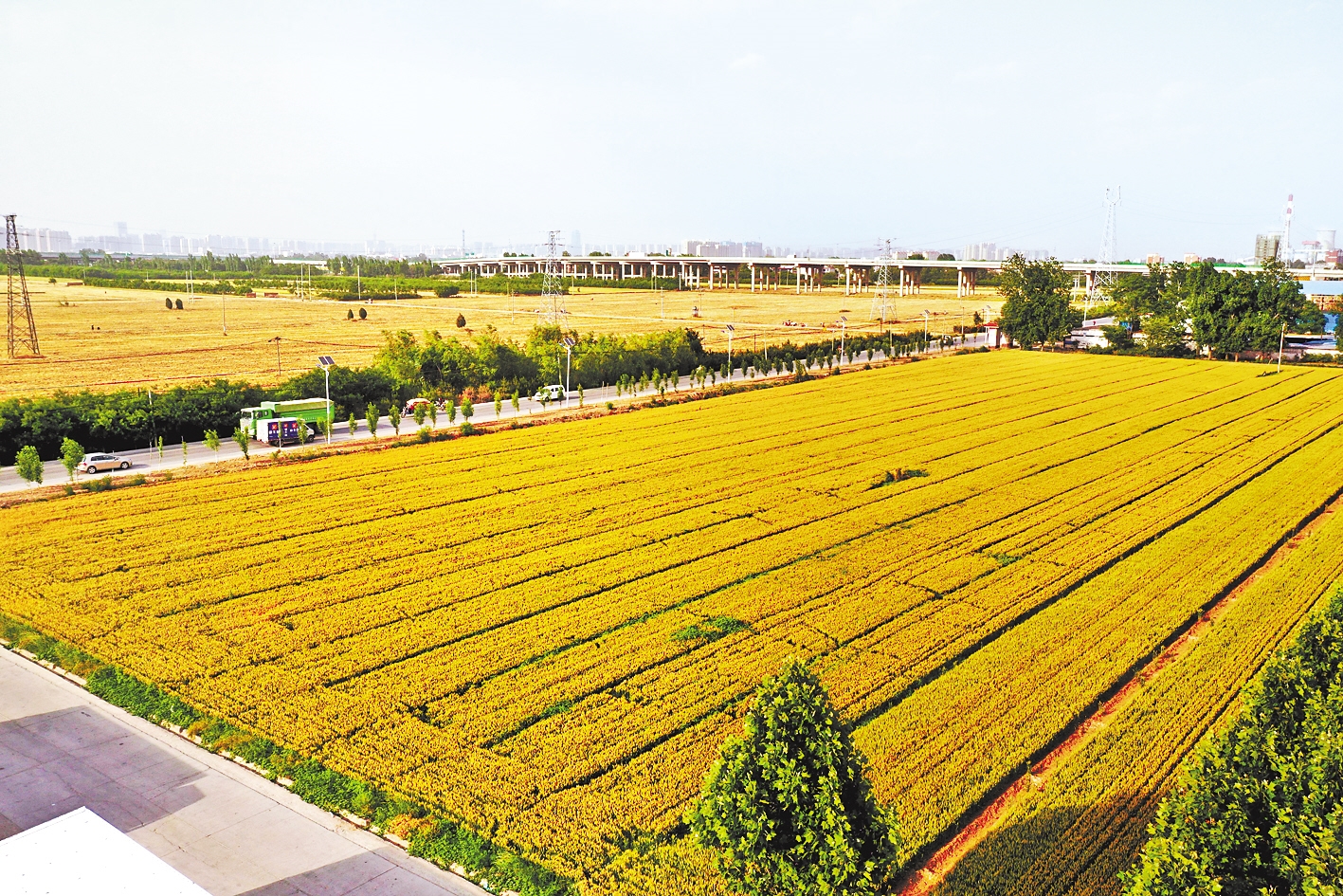 石家庄市鹿泉区寺家庄镇东营北街村由园地变为耕地的8亩麦田.