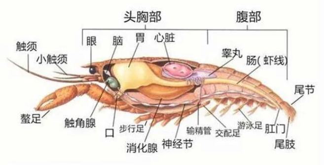 但也有人担心,虾的主要内脏器官(虾脑,心脏,性腺,消化腺,胃以及触角腺