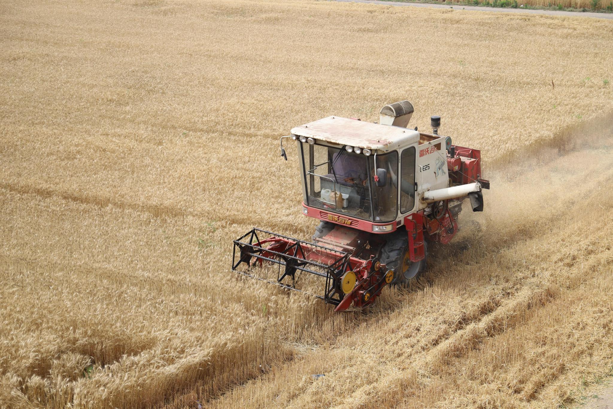 6月17日,伴随着机器的轰鸣声,通州区武窑桥西侧近两百亩冬小麦正在