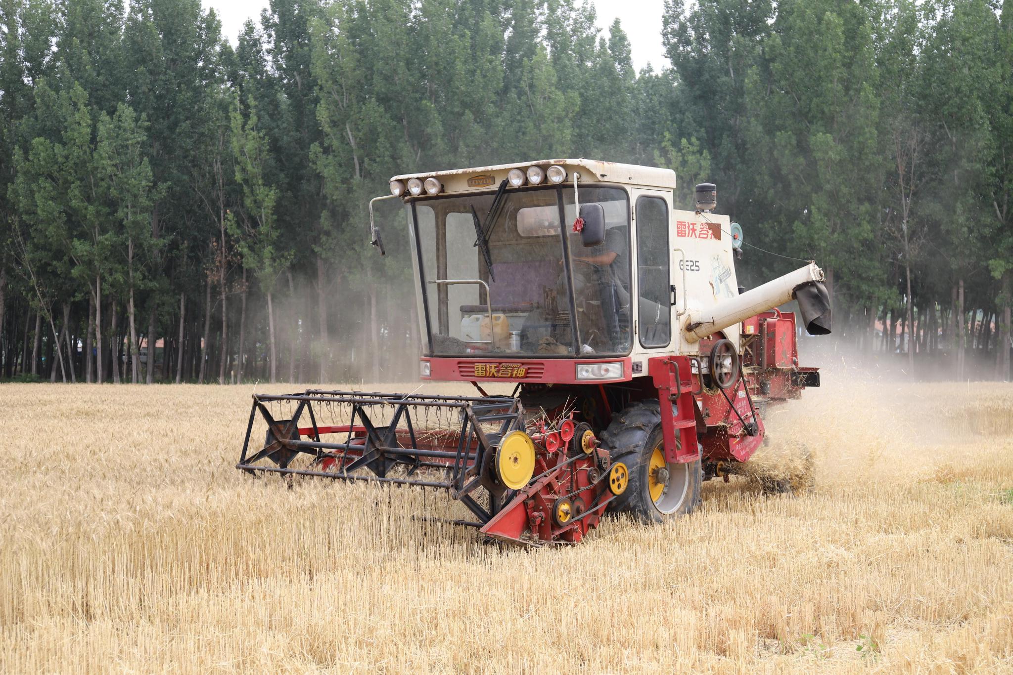 通州潞城千亩冬小麦收割此前曾是腾退闲置地