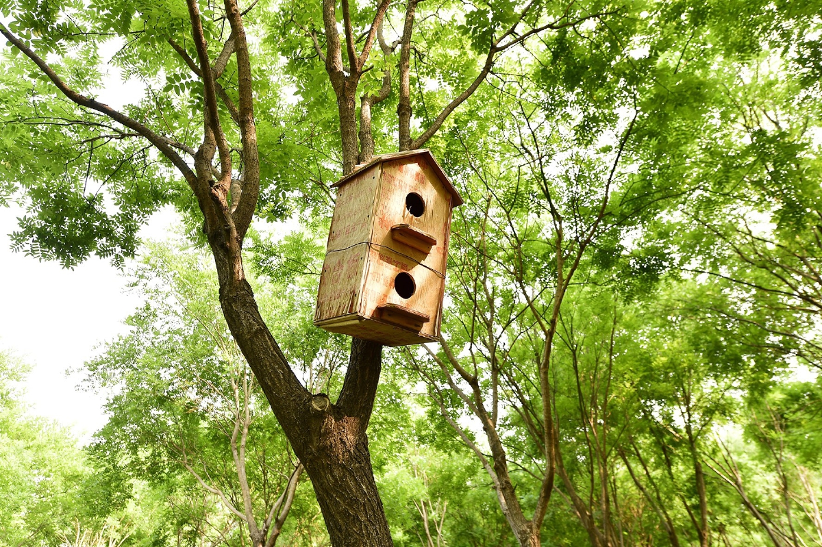 副中心人工鸟巢入住率超4成