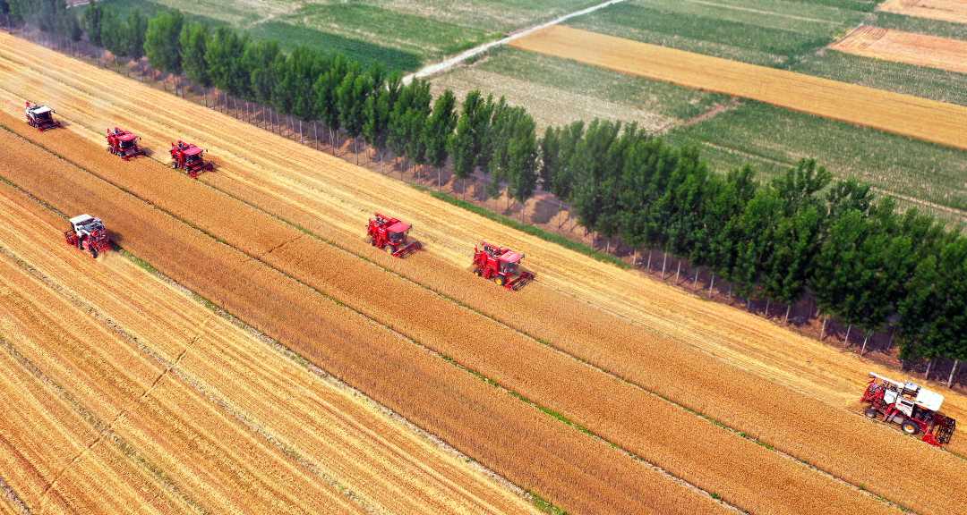 大美中国燕赵大地小麦开镰收割