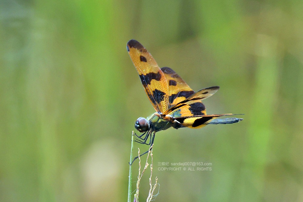 拍摄斑丽翅蜻需在水边耐心等待它停歇下来.