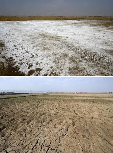 盐渍荒漠化也称盐漠化,由土壤盐渍化所造成,比较集中连片分布的地区有