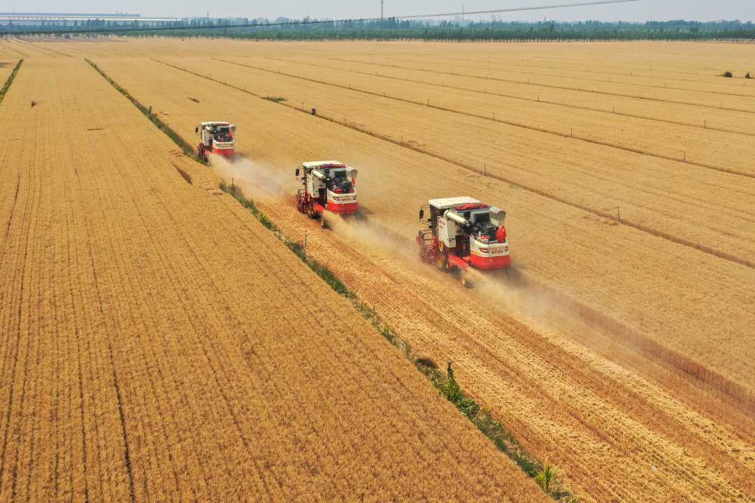 近日,在河北省石家庄市藁城区兴安镇麦田里,多台大型收割机正在作业.