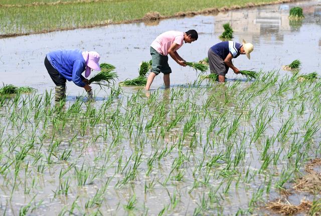 6月17日,五河县新集镇农民在田间插秧.新华社记者 黄博涵 摄