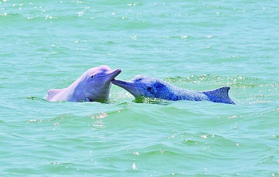     中华白海豚 刘伟摄/光明图片