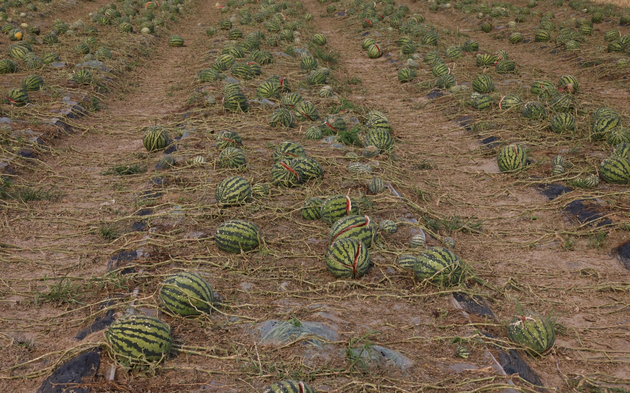 一场冰雹过后,北邓村田间被砸裂的西瓜.新京报记者 李英强 摄