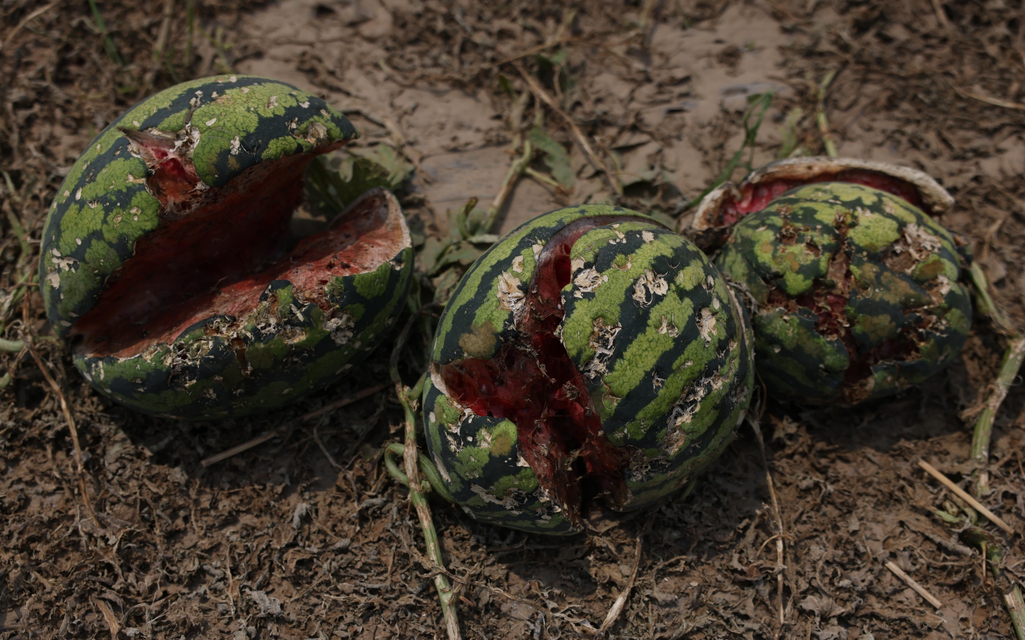 北邓村被冰雹砸裂的西瓜.新京报记者&nbsp;李英强&nbsp;摄